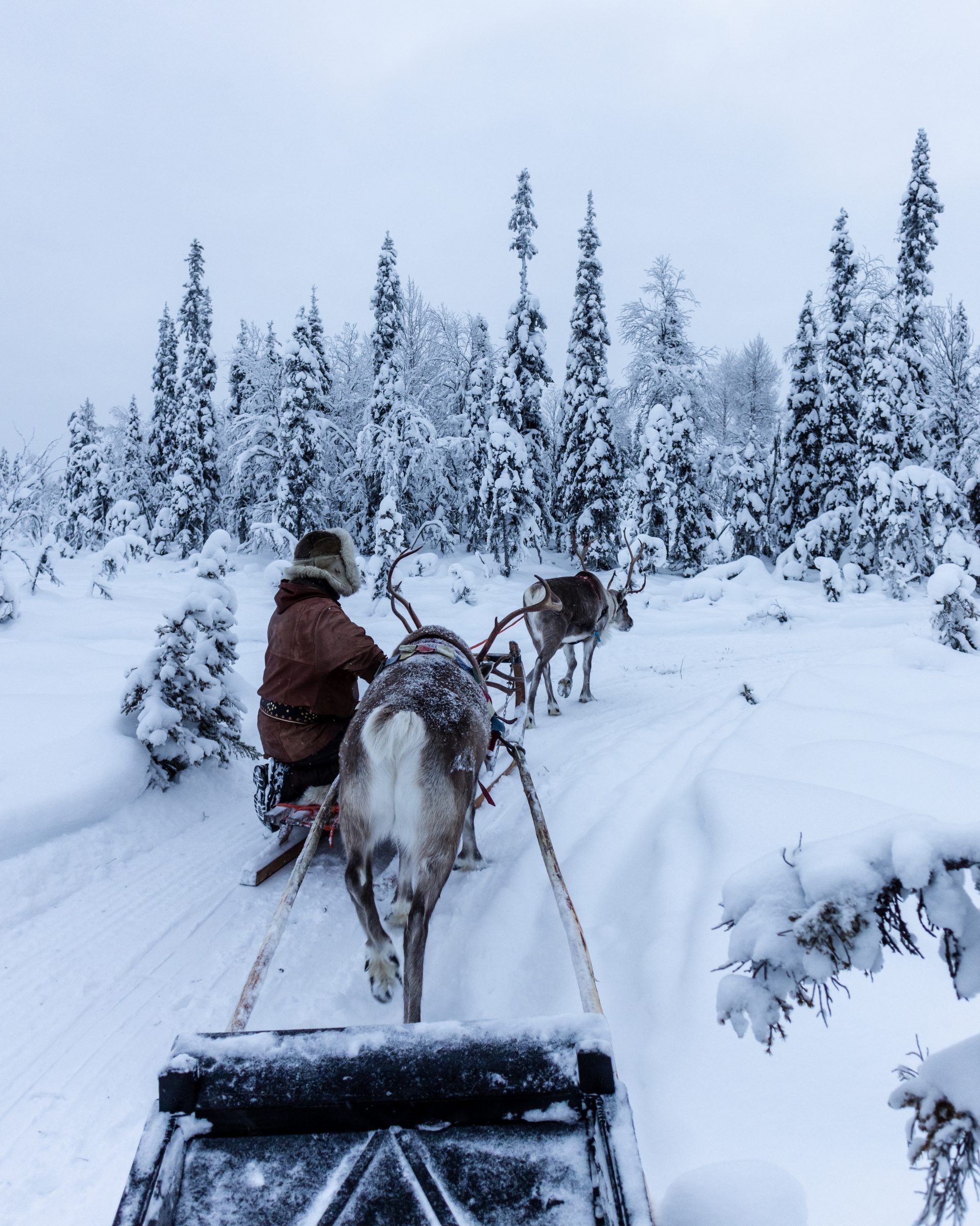 reindeer
