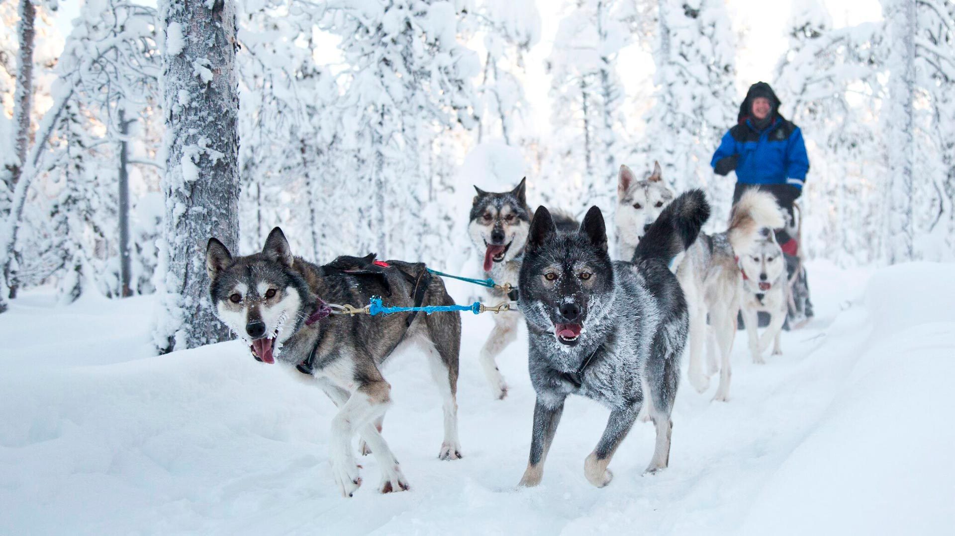 Northern lights village husky