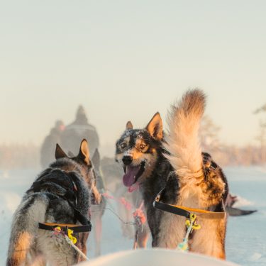 Husky sled dogs on a winter safari in Finnish Lapland