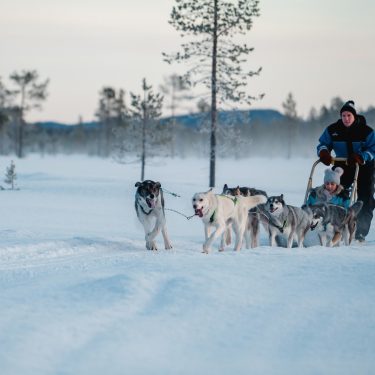 Husky team pulling a dog sled through a snowy winter landscape