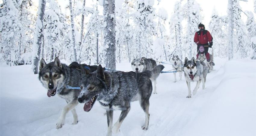 Search for the Northern Lights In Muotka, Finland